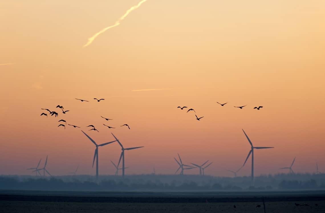 Sunrise over field with birds and windmills.