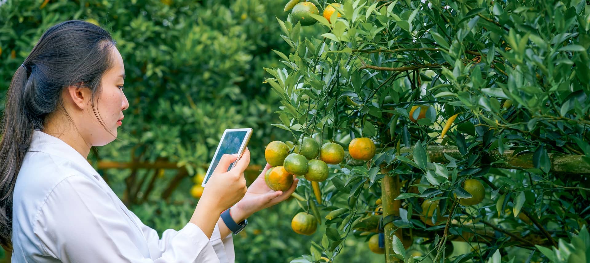 Asian woman farmer using tablet to take a picture fresh oranges 