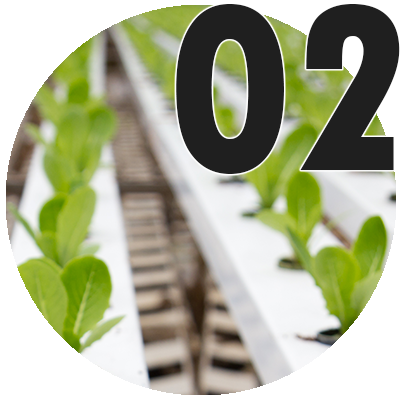 Organic hydroponic vegetable garden with the number 02.
