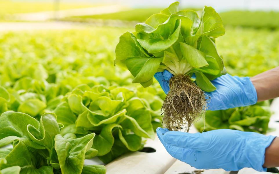 Close up farmer hand in gloves harvest farm product fresh vegetable in green house or hydroponic organic farm for clean and food supplier chain as agriculture business