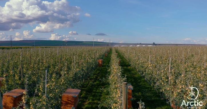 An apple orchard with numerous trees in orderly rows under a blue sky with clouds.