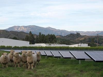 Sheep in a field adjacent to a field of solar panels with mountains in the background