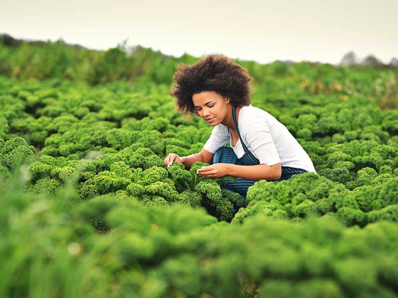 A person crouching in a kale field, examining the plants.