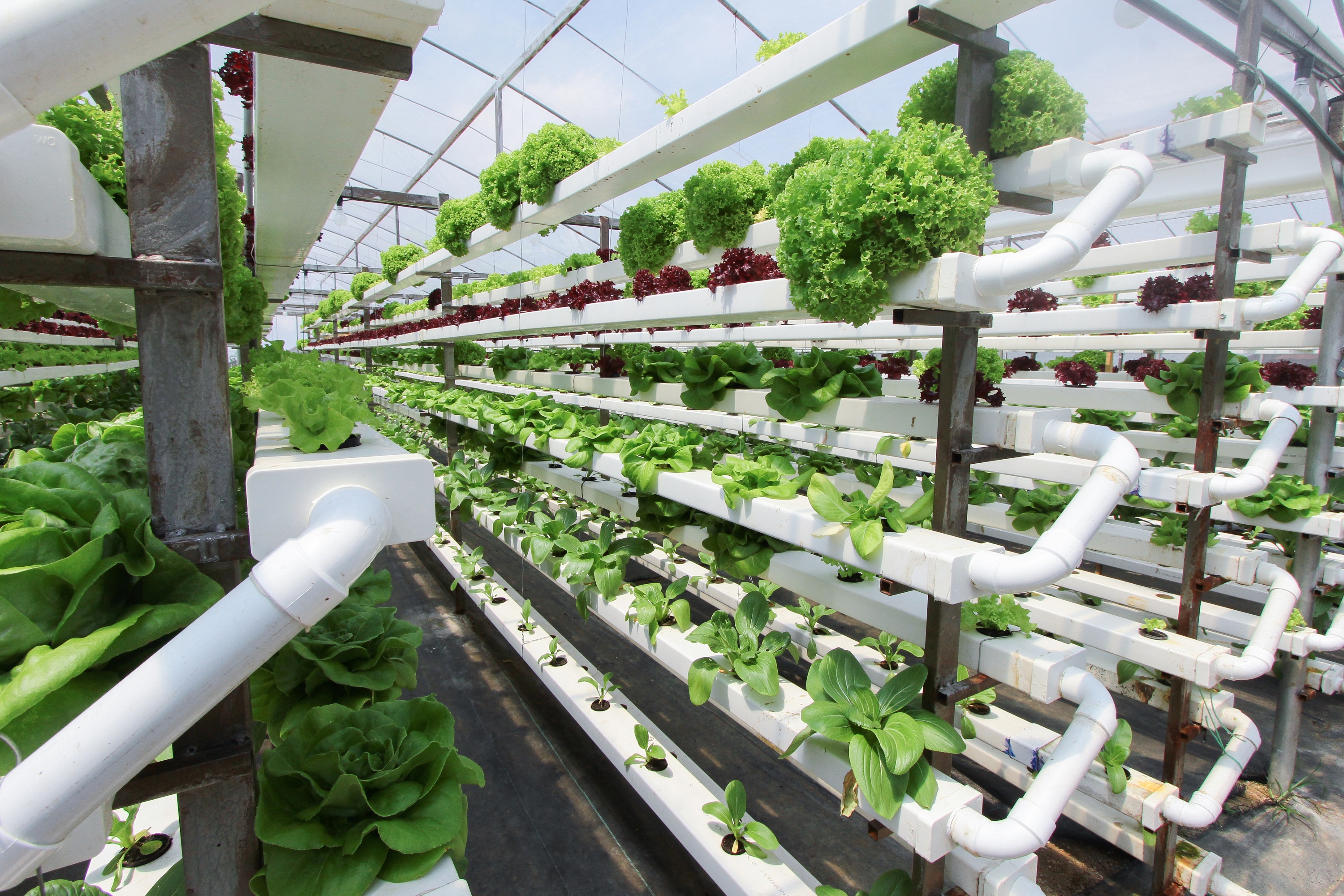 Aquaponics system of white pipes supplying water to aquaponic farm or greens