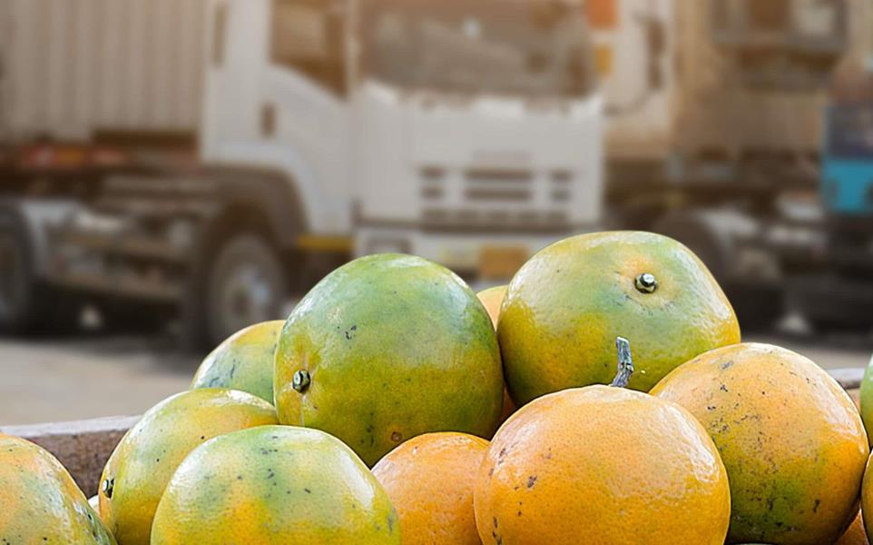 Orange fruit in a bin waiting for distribution in front of temperature controlled trucks. 