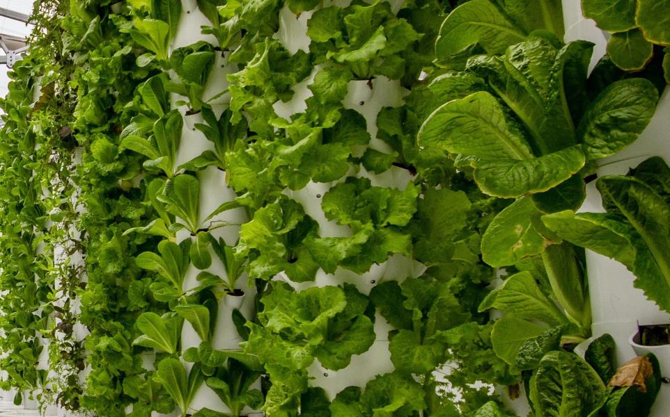 Lettuce plants growing vertically at an indoor aeroponic farm
