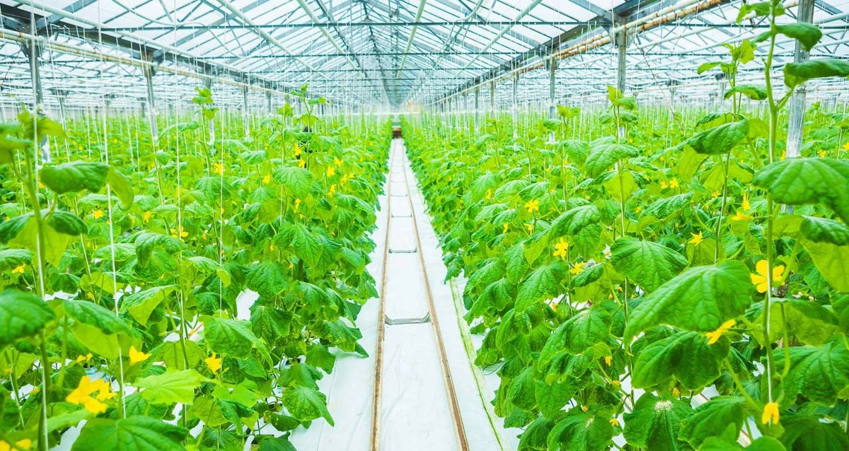 Connecting Tech Entrepreneurs to the Produce Industry