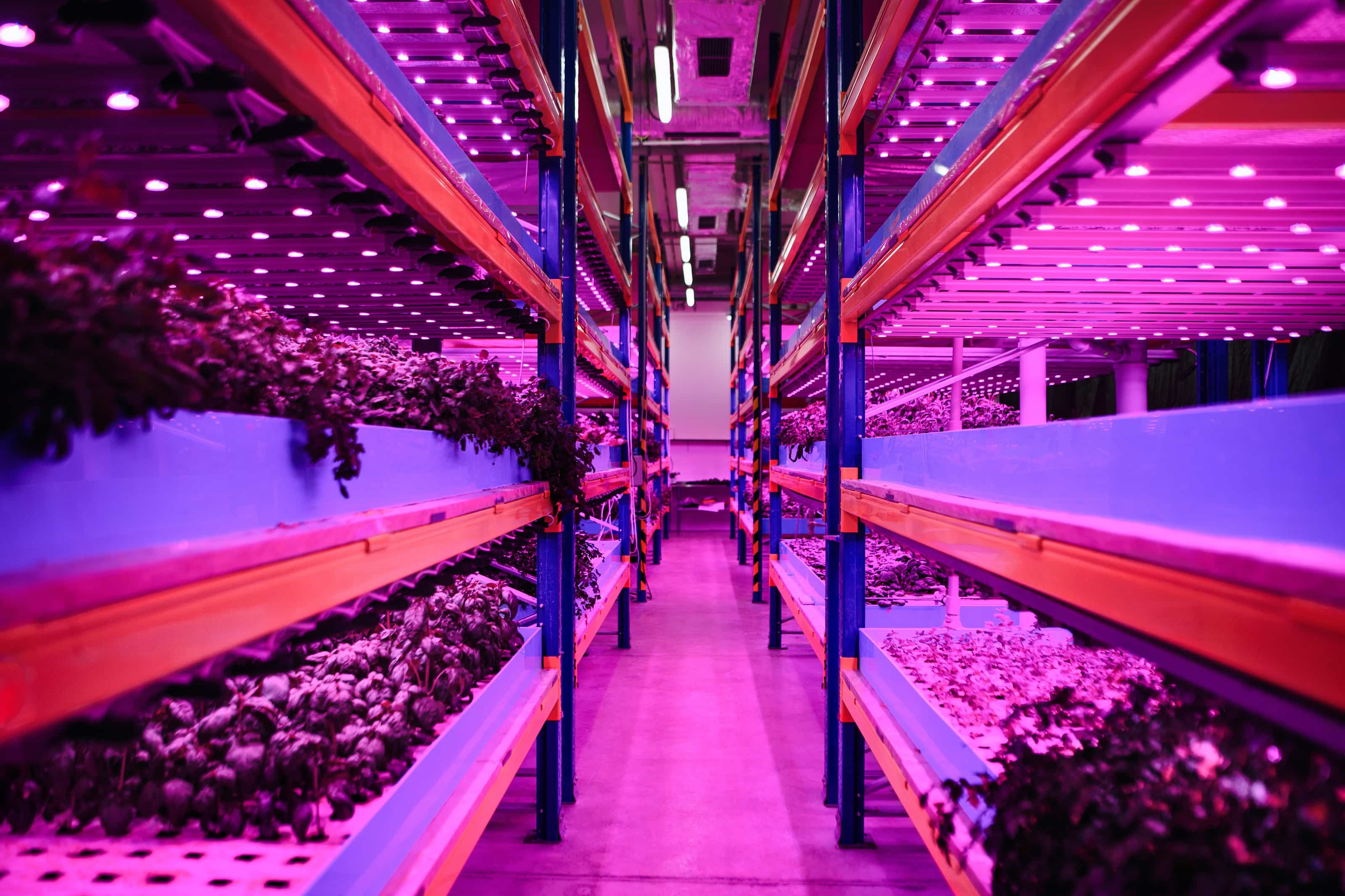 Aquaponic farm, sustainable business and artificial lighting
