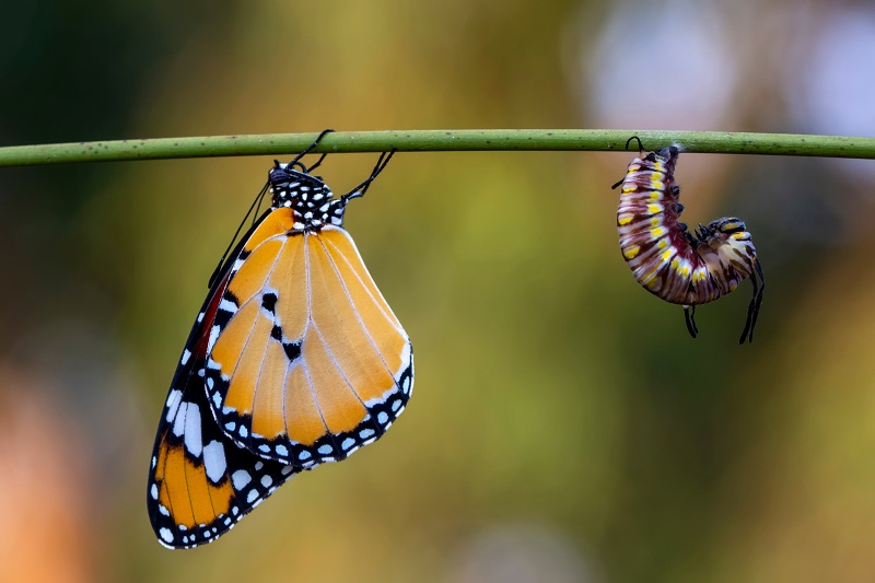 Monarch butterfly and caterpillar hanging from a vine.