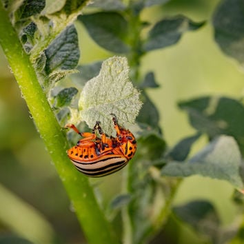 Orange beetle with black spots and stripes on a green leaf.