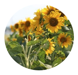 Circle image of sun flowers