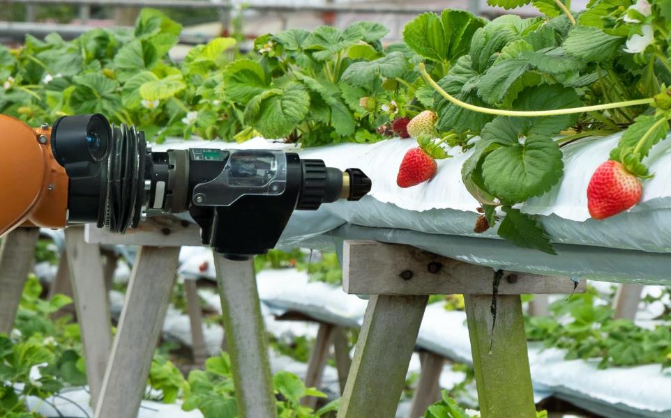 A smart farm automation robot assistant image processing for detection weed and spray chemical if detected