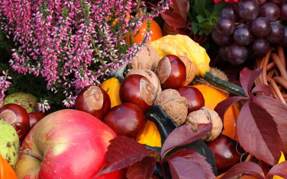 autumn purple flowers, apples, squash and chestnuts overflowing basket