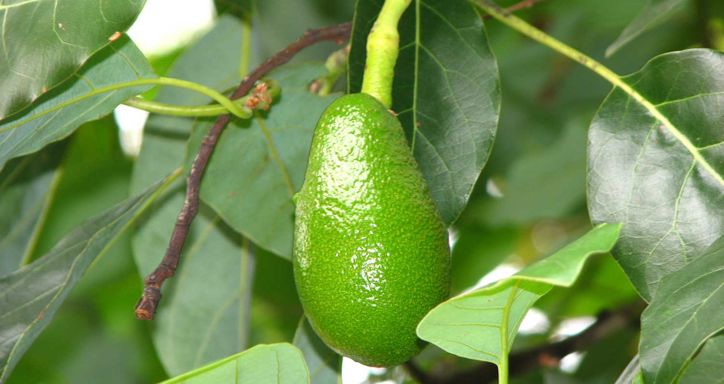 Green avocado hanging on a tree among green leaves.