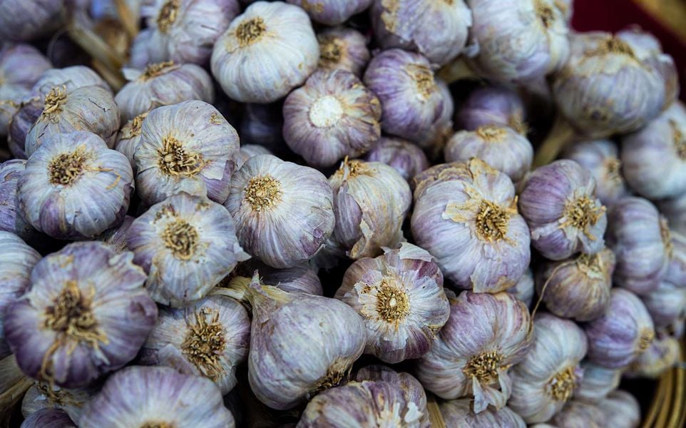 A close-up of a pile of garlic bulbs with light purple and white papery skins and dried tan roots.