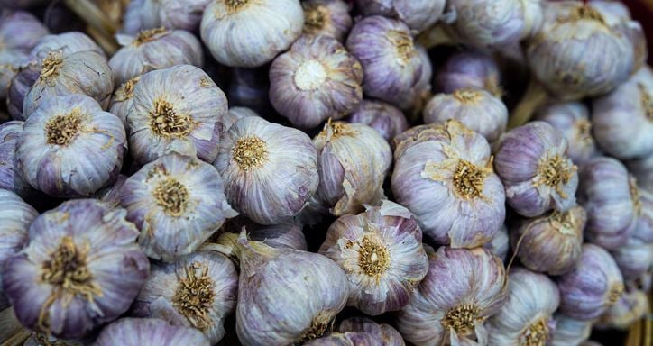 A close-up of a pile of garlic bulbs with light purple and white papery skins and dried tan roots.