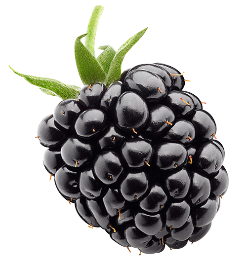 blackberry isolated on white background blackberry isolated on white background