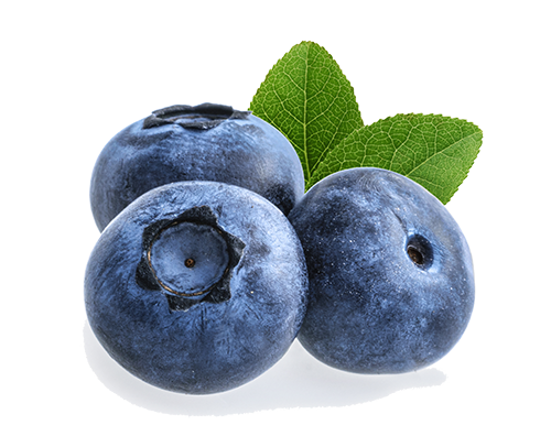 blueberry isolated on white background blueberry isolated on white background