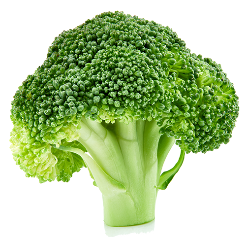 raw broccoli isolated on white background raw broccoli isolated on white background