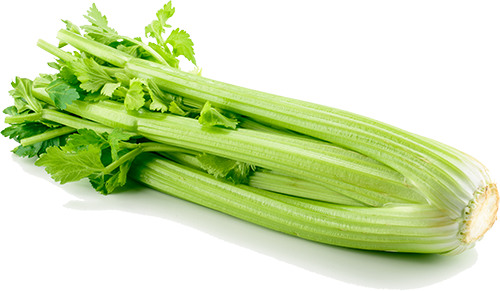 Celery isolated on white background Celery isolated on white background