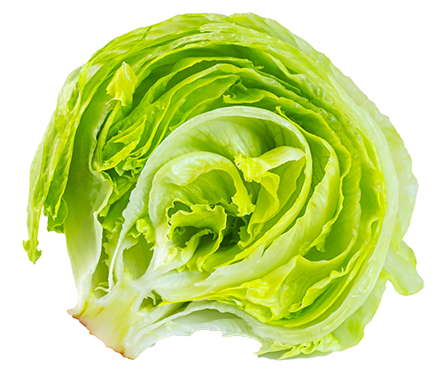 Isolated iceberg lettuce