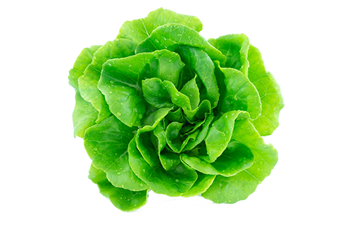 isolated lettuce