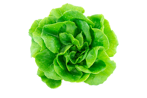 isolated lettuce isolated lettuce