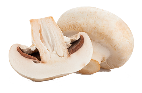 whole and sliced mushroom whole and sliced mushroom