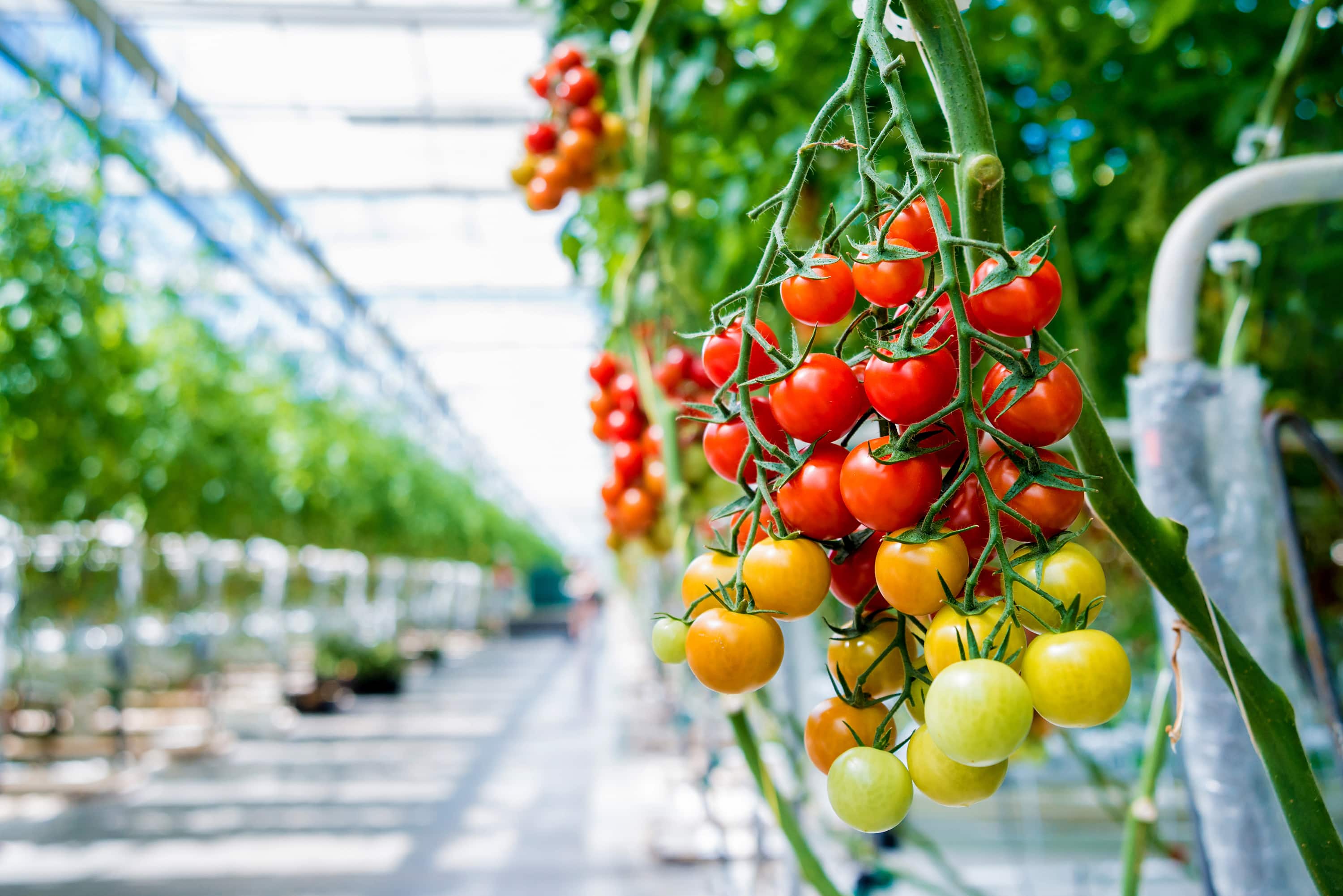 ripe tomatoes on the vine grown in a greenhouse