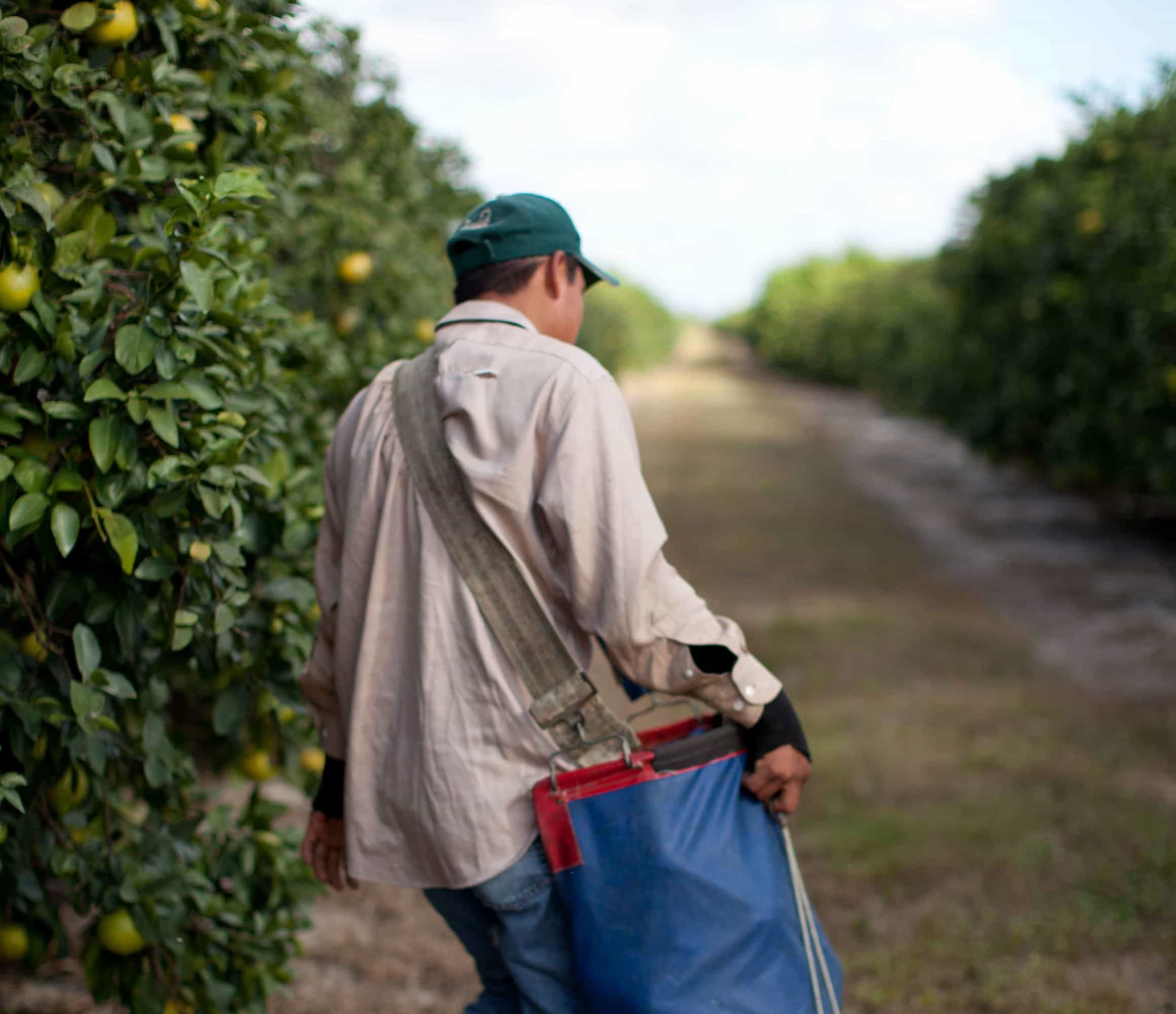 worker in apple orchard.jpg