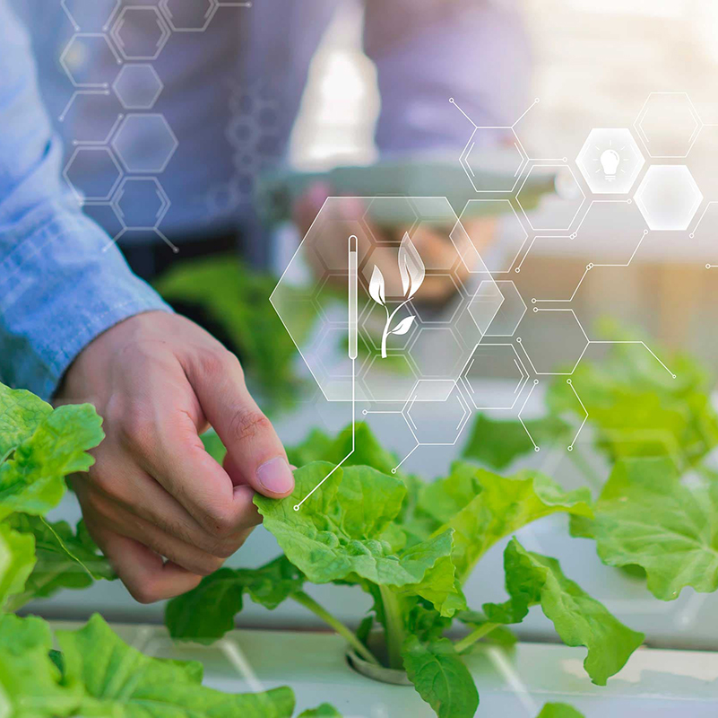 Farmer using thermometer technology maintaining agriculture growth farming greenhouse plants