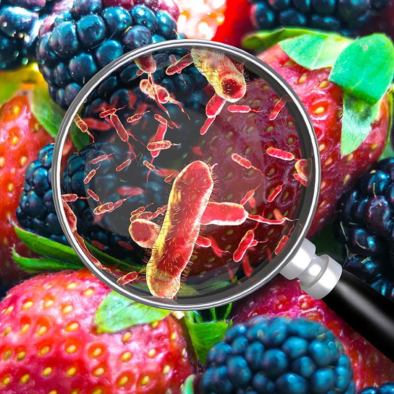 Magnifying glass over cyclospora on strawberries and blackberries