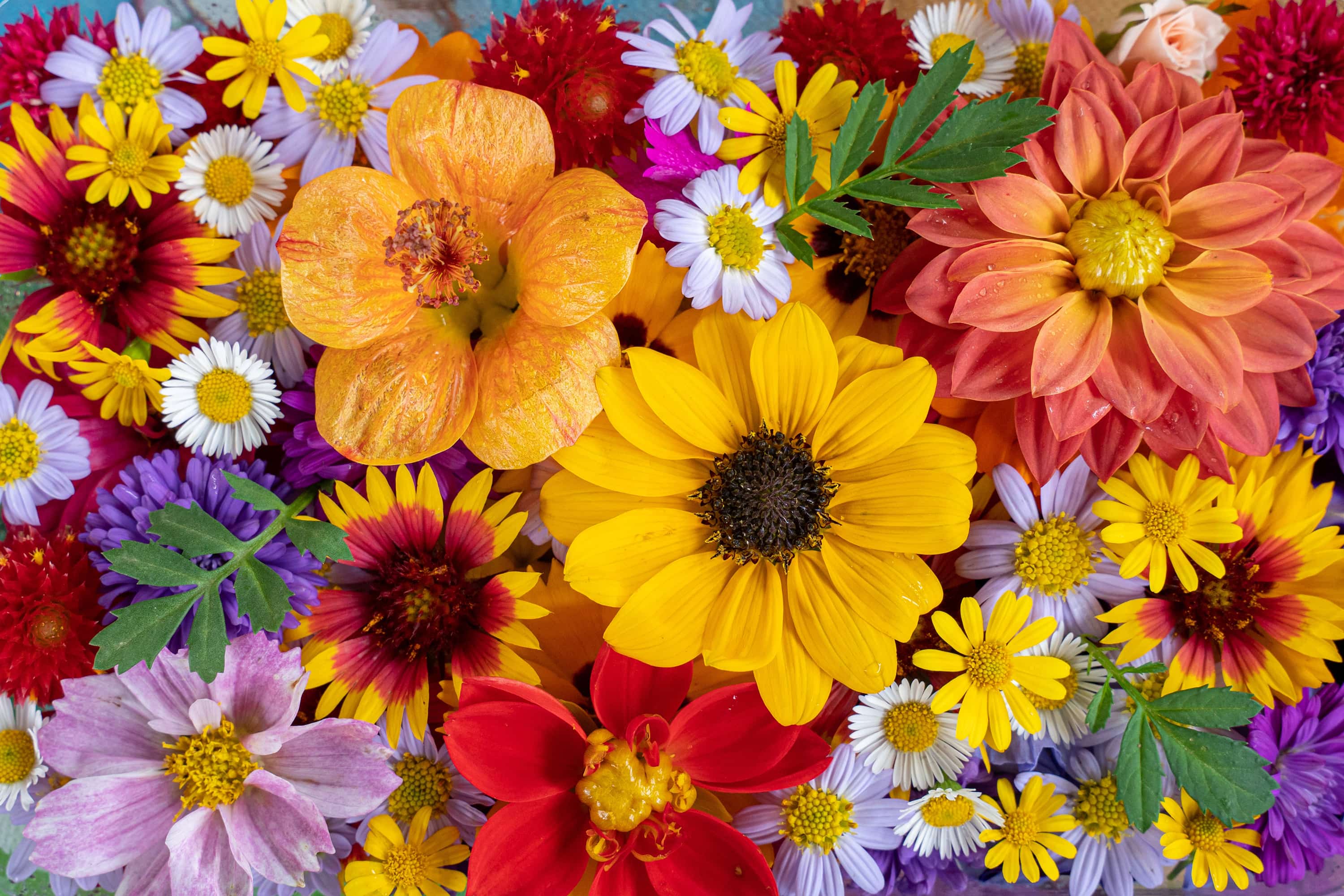 Close-up group of different beautiful and colorful flowers.